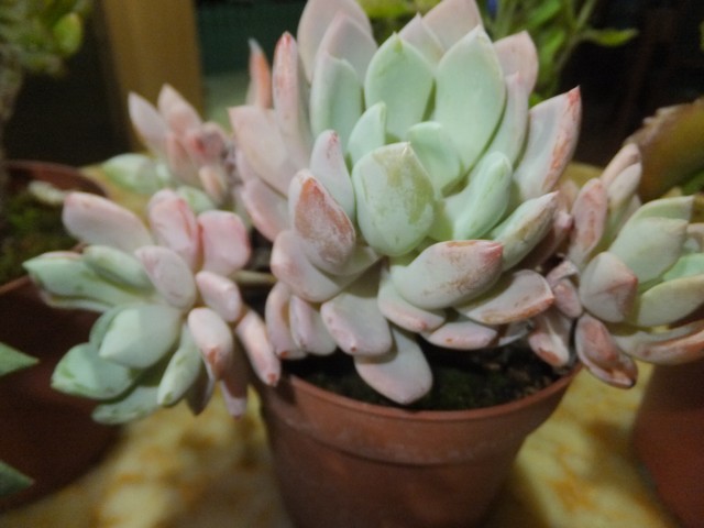 Name:  DSCF8232.jpg
Views: 265
Size:  64.2 KB