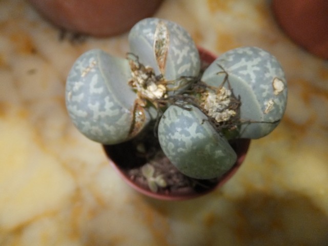 Name:  DSCF8234.jpg
Views: 263
Size:  56.0 KB