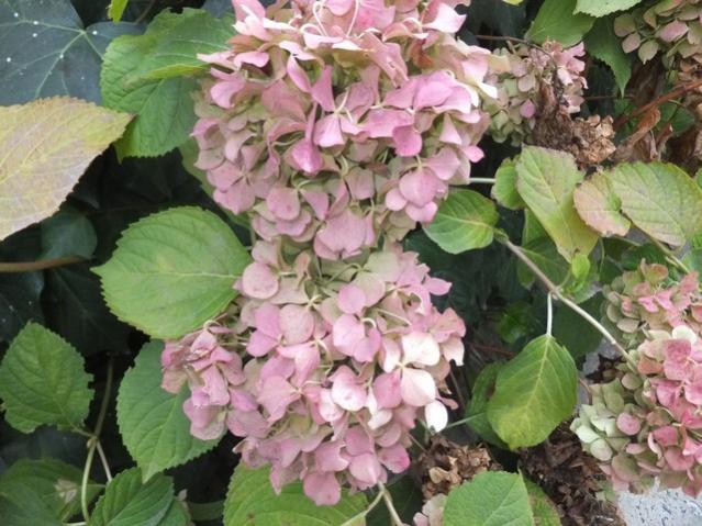 Name:  DSCF8215.jpg
Views: 266
Size:  58.5 KB