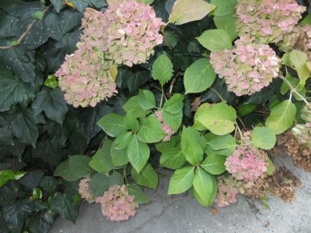 Name:  DSCF8218.jpg
Views: 278
Size:  55.9 KB
