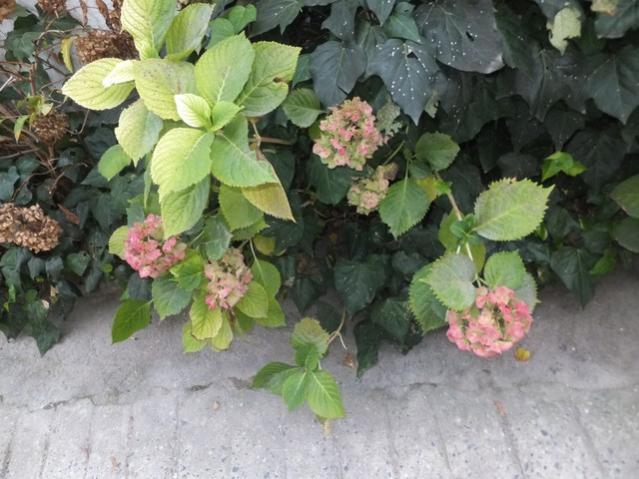 Name:  DSCF8219.jpg
Views: 260
Size:  51.9 KB