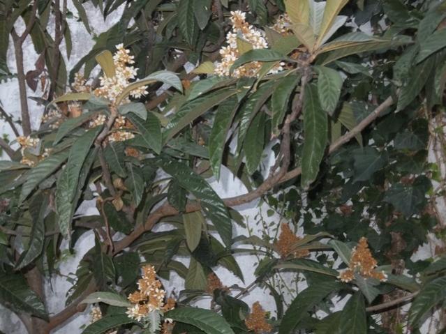 Name:  DSCF8220.jpg
Views: 269
Size:  61.0 KB