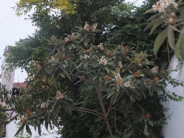 Name:  DSCF8222.jpg
Views: 266
Size:  57.8 KB