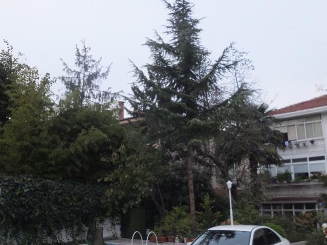 Name:  DSCF8224.jpg
Views: 252
Size:  44.4 KB