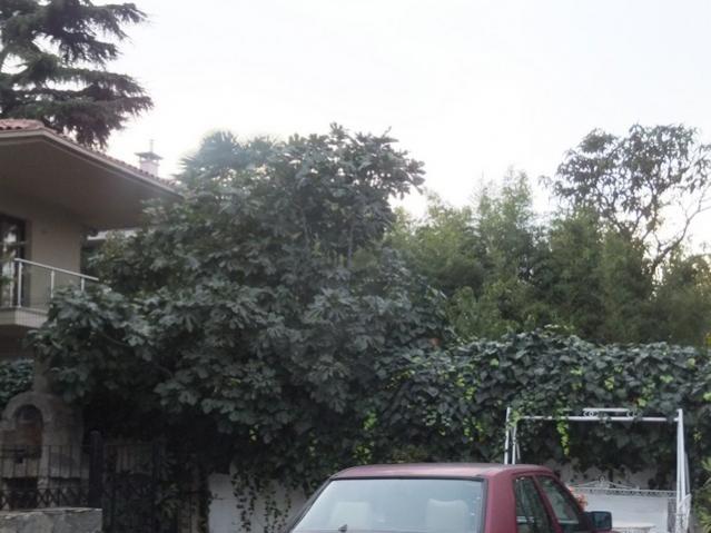 Name:  DSCF8226.jpg
Views: 264
Size:  44.4 KB