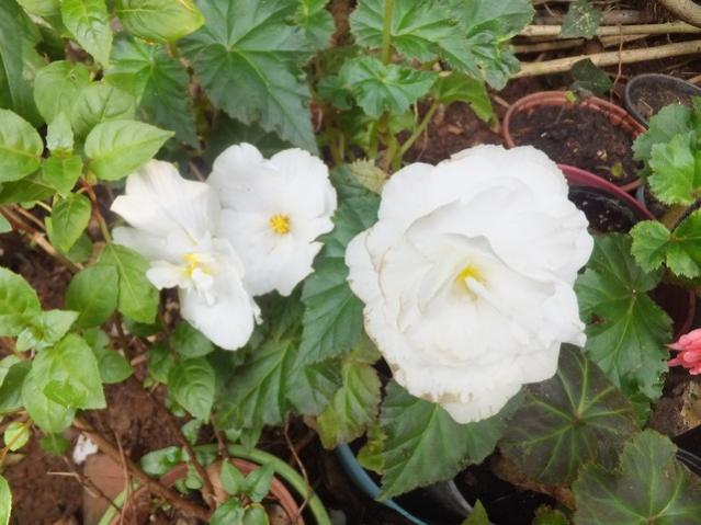 Name:  DSCF8260.jpg
Views: 579
Size:  48.5 KB