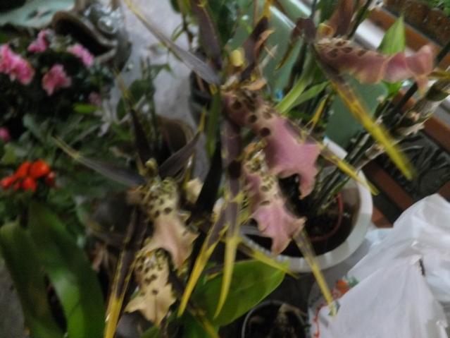 Name:  DSCF8270.jpg
Views: 564
Size:  39.2 KB