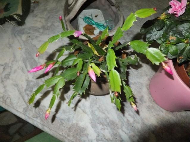 Name:  DSCF8274.jpg
Views: 373
Size:  47.0 KB
