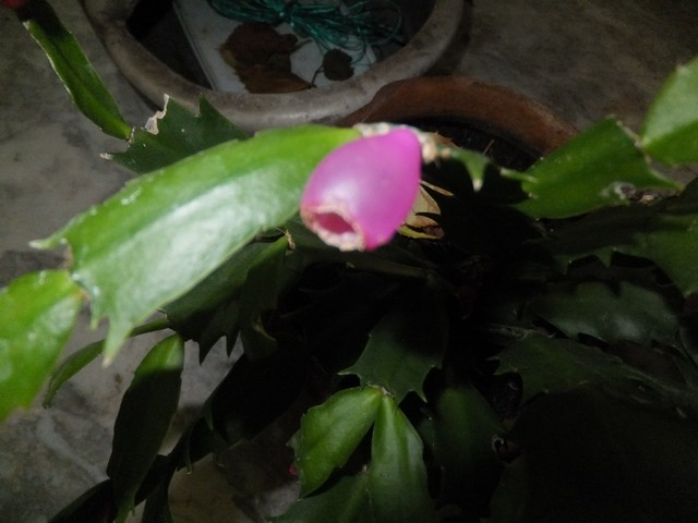 Name:  DSCF8276.jpg
Views: 372
Size:  64.5 KB