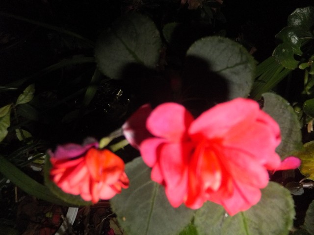 Name:  DSCF8278.jpg
Views: 353
Size:  60.4 KB