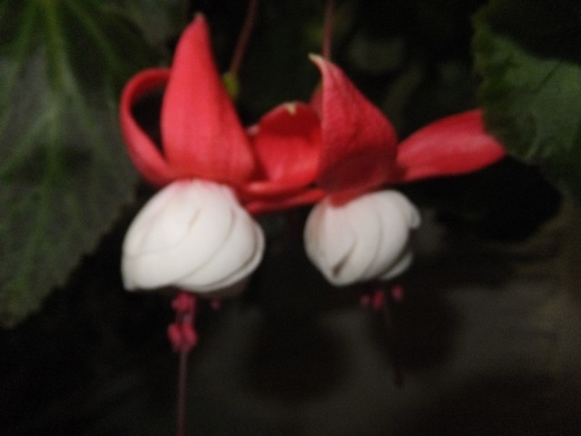 Name:  DSCF8282.jpg
Views: 394
Size:  50.1 KB