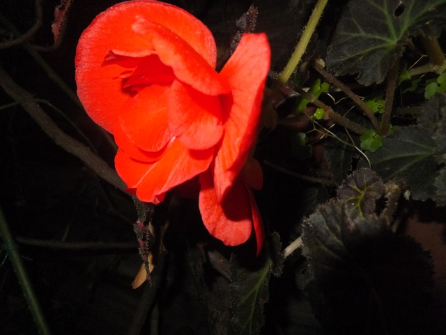 Name:  DSCF8286.jpg
Views: 356
Size:  67.6 KB