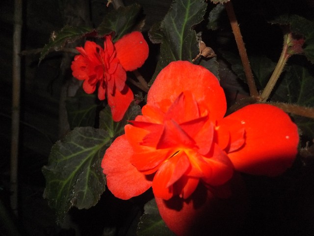 Name:  DSCF8287.jpg
Views: 377
Size:  67.4 KB