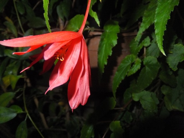 Name:  DSCF8288.jpg
Views: 380
Size:  68.1 KB