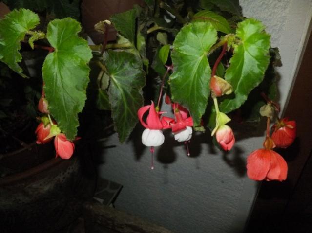 Name:  DSCF8289.jpg
Views: 375
Size:  37.3 KB