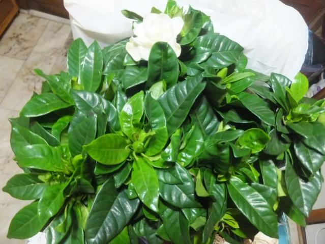 Name:  DSCF8294.jpg
Views: 383
Size:  52.4 KB