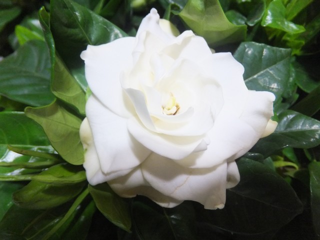 Name:  DSCF8295.jpg
Views: 353
Size:  64.4 KB