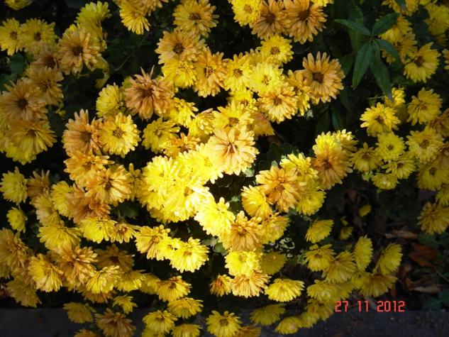 Name:  DSC02989.jpg
Views: 1515
Size:  70.7 KB