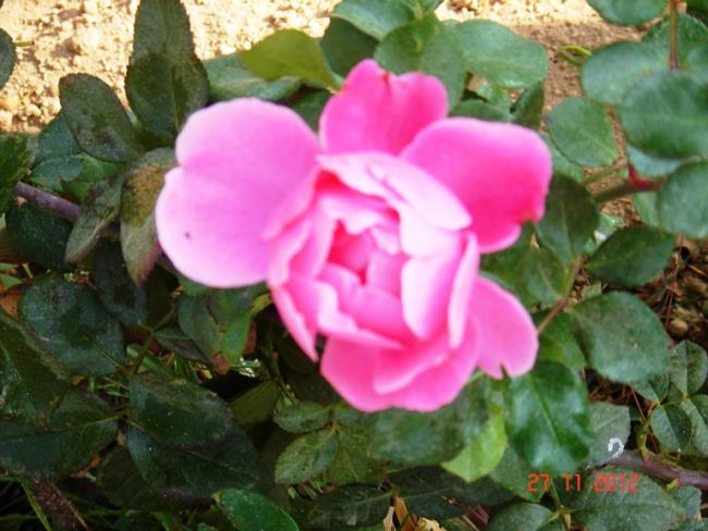 Name:  DSC02995.jpg
Views: 1482
Size:  49.2 KB