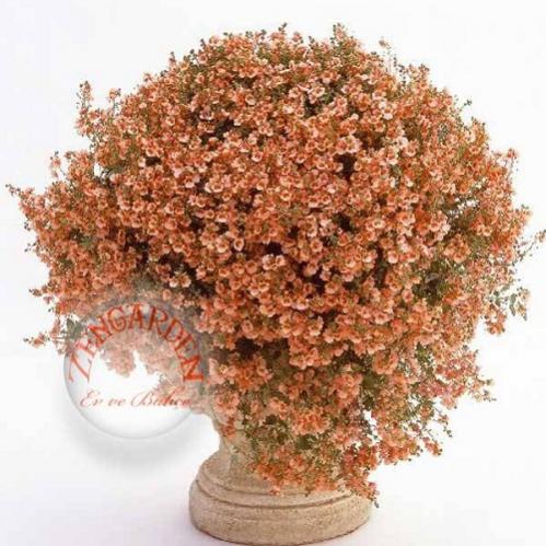 Name:  Diascia-tohumu-sarkan-cicek-somon-25-tohum-736__67526762_0.jpg
Views: 1142
Size:  52.5 KB