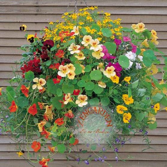 Name:  Sarkan-latin-cicegi-tohumu-nasturtium-816-zen__67687759_0.jpg
Views: 1211
Size:  66.8 KB