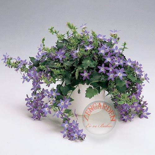 Name:  Sarkan-campanula-tohumu-mavis-cicegi-30-thm-757__67526759_0.jpg
Views: 1732
Size:  43.4 KB