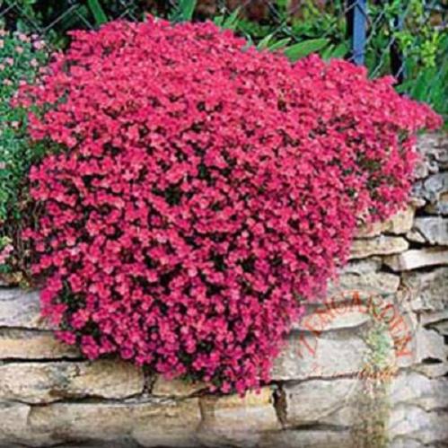 Name:  Kirmizi-sarkan-aubrieta-tohumu-yerortucu-634-ZeN__67526812_0.jpg
Views: 8954
Size:  58.5 KB
