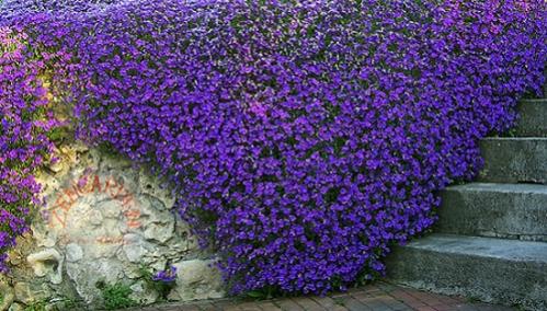 Name:  AUBRIETACASCADEBLUEC1.jpg
Views: 2370
Size:  46.7 KB