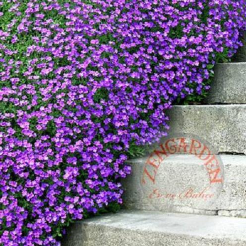 Name:  Mor-sarkan-aubrieta-tohumu-cicekli-yerortucu-637__67526828_0.jpg
Views: 4290
Size:  69.0 KB