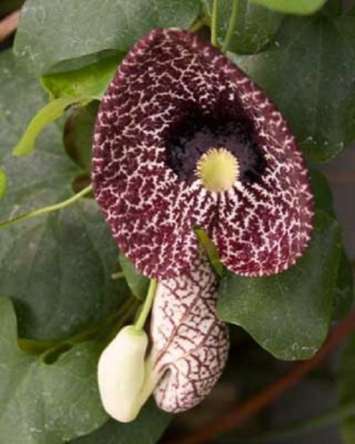 Name:  PELICANFLOWERC5.jpg
Views: 1678
Size:  45.4 KB