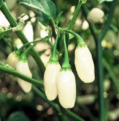 Name:  BEYAZ-HABANERO-ACI-BIBER-TOHUMU-10-THM__68395488_0.jpg
Views: 1603
Size:  33.8 KB