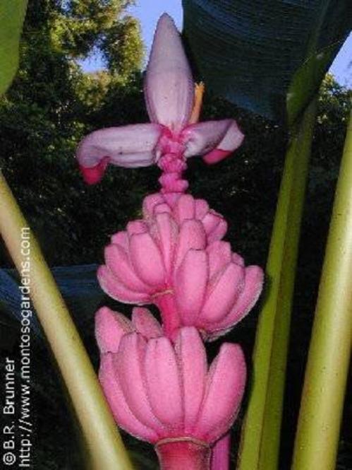Name:  SALON-MUZU-FIDANI-PEMBE-CICEKLI-PEMBE-MEYVELI__67607285_0.jpg
Views: 3193
Size:  50.6 KB
