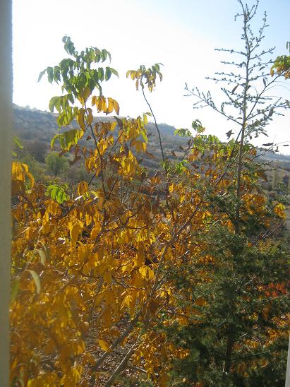 Name:  pazar g.1.JPG
Views: 1170
Size:  68.5 KB