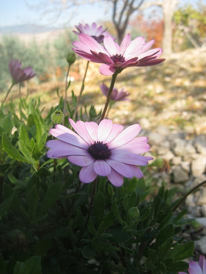 Name:  pazar g.2.JPG
Views: 918
Size:  41.3 KB
