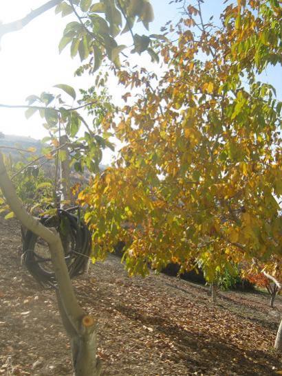 Name:  pazar gn.jpg
Views: 909
Size:  58.9 KB