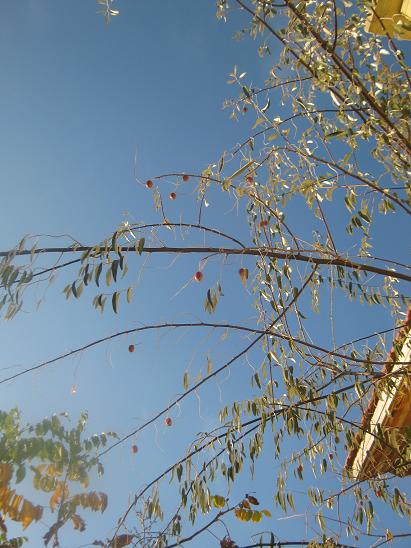 Name:  ide.JPG
Views: 1200
Size:  56.1 KB