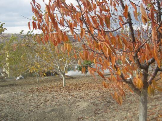 Name:  sonbahar.jpg
Views: 1056
Size:  58.5 KB