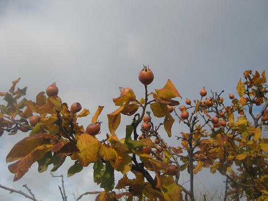 Name:  sonbahar1.JPG
Views: 1067
Size:  49.6 KB