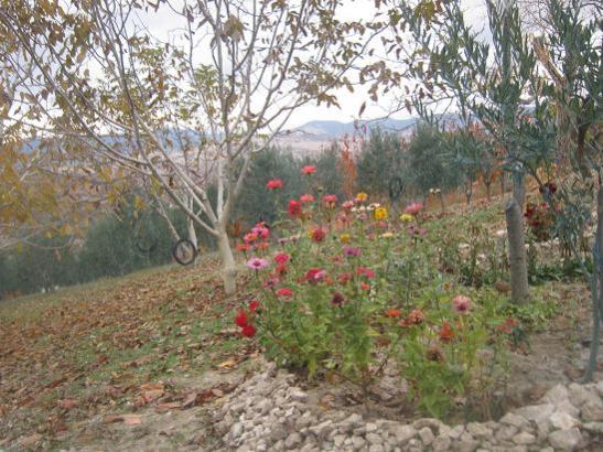 Name:  sonbahar3.jpg
Views: 1023
Size:  60.0 KB