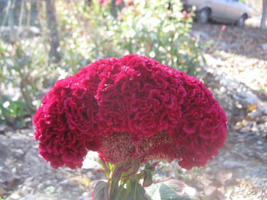 Name:  horoz i..JPG
Views: 1180
Size:  56.5 KB