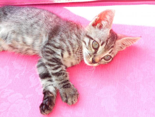 Name:  duman1.jpg
Views: 571
Size:  53.9 KB