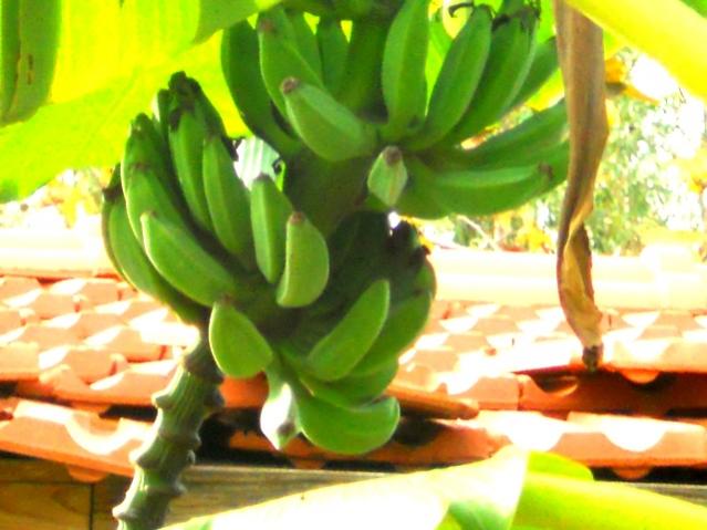 Name:  muz detay.jpg
Views: 890
Size:  43.0 KB