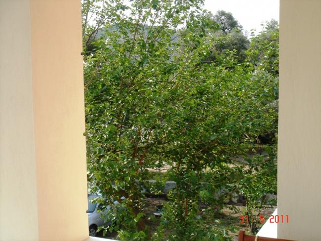 Name:  DSC02382.jpg
Views: 1381
Size:  61.3 KB