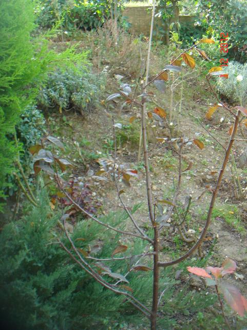 Name:  DSC01702.jpg
Views: 599
Size:  75.1 KB