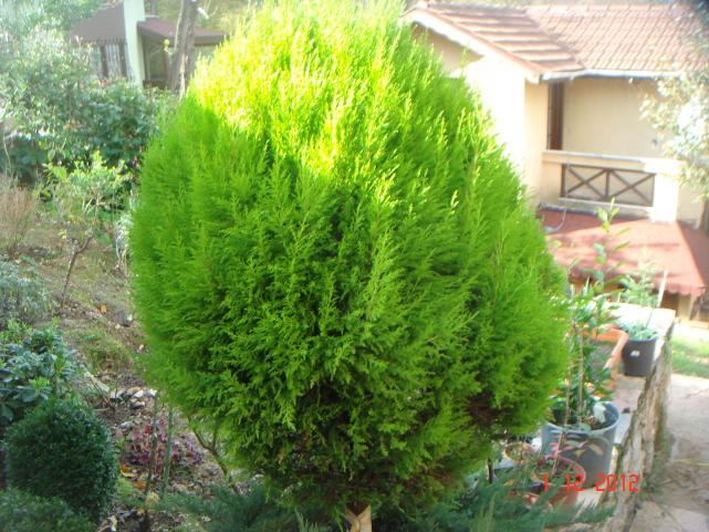 Name:  DSC01704.jpg
Views: 588
Size:  70.8 KB