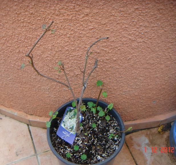 Name:  DSC01724.jpg
Views: 595
Size:  71.2 KB