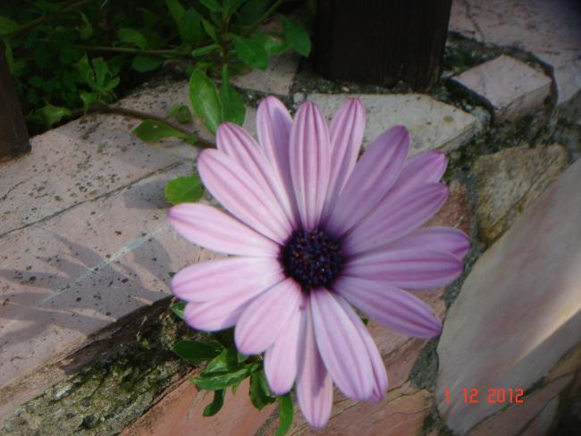 Name:  DSC01678.jpg
Views: 569
Size:  42.2 KB