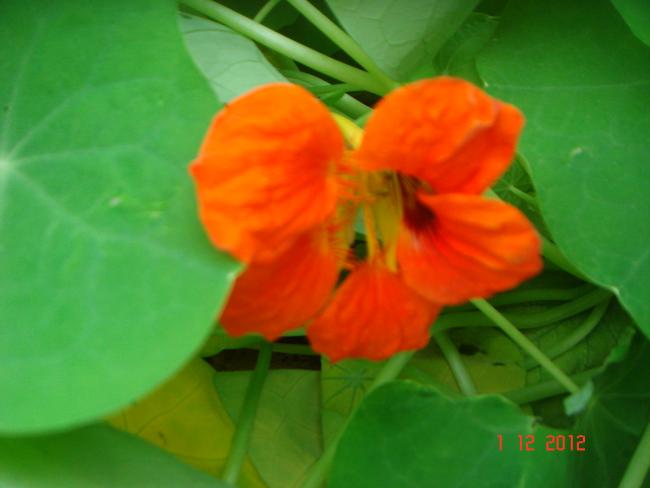 Name:  DSC01847.jpg
Views: 589
Size:  26.6 KB