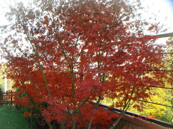 Name:  DSC01782.jpg
Views: 619
Size:  72.0 KB