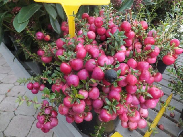 Name:  DSCF8177.jpg
Views: 346
Size:  60.3 KB